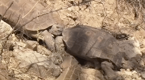 USGSSocialMedia giphyupload fight bite watch out GIF