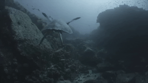 nuskin giphygifmaker ocean turtle nuskin GIF