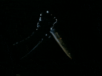 jack o lantern halloween GIF