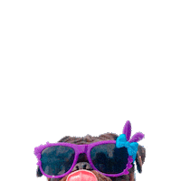 dog pug Sticker by Zeedog