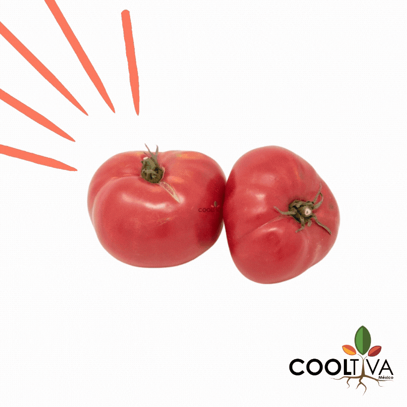 Cooltivamx giphyupload agricultura cdmx tomate GIF