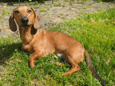 Hot Dog Dogs GIF