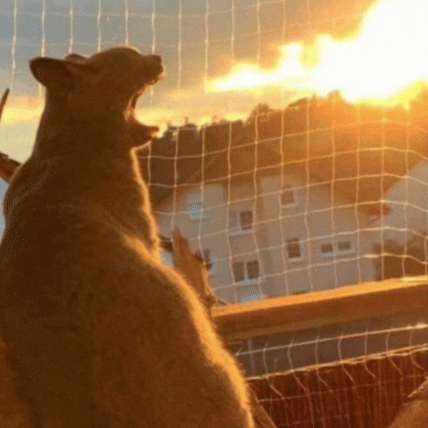 Kitten Dragon GIF