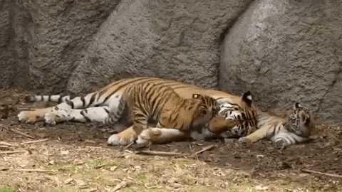 cuteanimalland giphyupload GIF