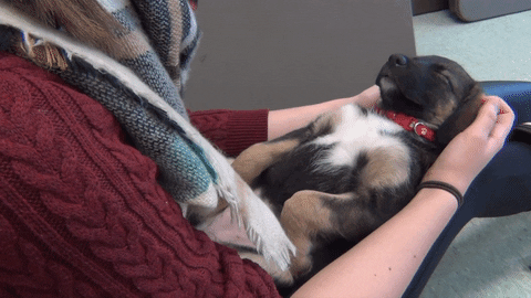 puppy puppies GIF by Laurentian University