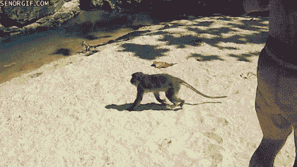 monkey swimming GIF by Cheezburger