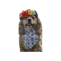 Cocker Spaniel Lady Sticker by Geekster Pets