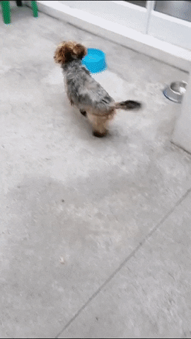 SPCA giphyupload GIF