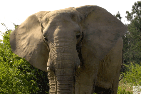 Listen Elephant Ears GIF by BBC America