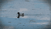 lake mendota duck GIF by uwmadison