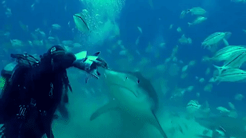 Diver Swims With Tiger Sharks