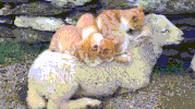bed ta GIF