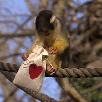 Squirrel Monkeys Celebrate Valentine's Day
