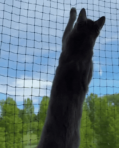 Kitten Chaos GIF