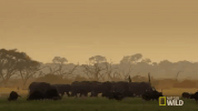 nat geo wild herd GIF by Savage Kingdom