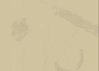 finno animation flower motion graphics grow GIF