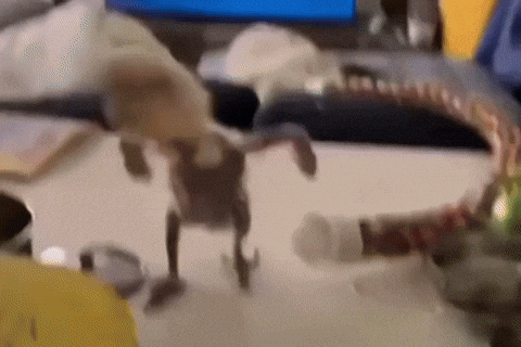 gigaushakbugra giphycreatortest dans kuş GIF