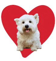 Puppy Love Cute Dog Sticker by Diggs Pet