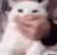 Cat Follow GIF