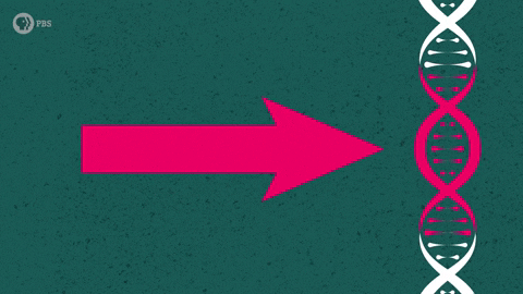 Above The Noise Politics GIF by PBS Digital Studios