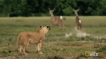 nat geo wild GIF by Savage Kingdom