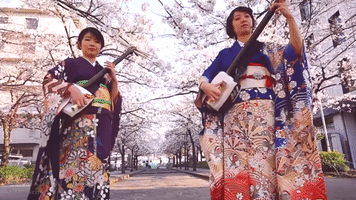 Japanese Duo Play Shamisen Under the Cherry Blossoms