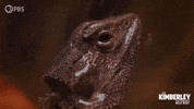 Rain Australia GIF by PBS