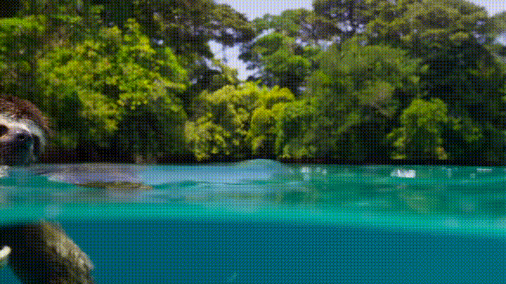 sloth swimming GIF
