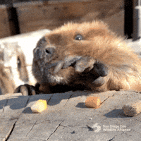 Snack Paw GIF by San Diego Zoo Wildlife Alliance