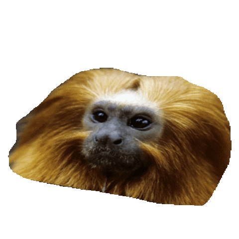 serious monkey STICKER by imoji