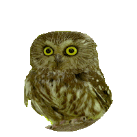 owl STICKER by imoji
