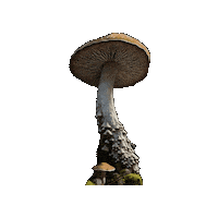 Mushroom Fungi Sticker