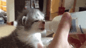 cat GIF