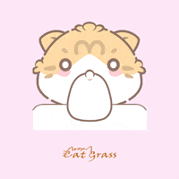 Surprised Cat GIF
