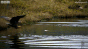 british uk GIF by BBC Earth