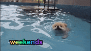 Swim Swimming GIF by WoofWaggers