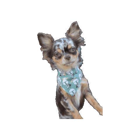 Vida Vegas Sticker by Geekster Pets
