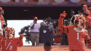 College Football GIF by Clemson Tigers