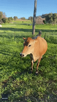 'Sassy' Cow Dances Down Road at New South Wales Farm
