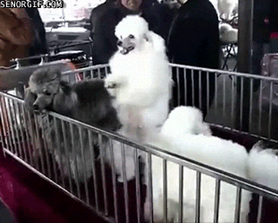 dogs dancing GIF by Cheezburger