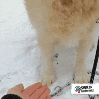 Dog Love GIF by SWR Kindernetz
