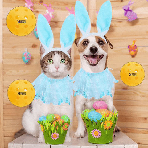 Easter Sunday Cat GIF by Air Bender Pro