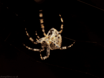 Web Spider GIF by sheepfilms