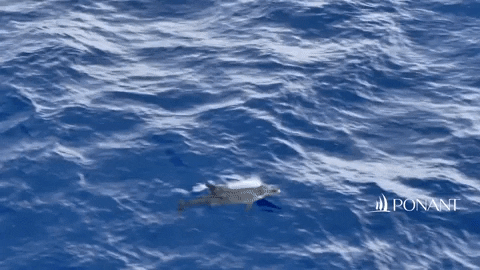 Ocean Discover GIF by PONANT