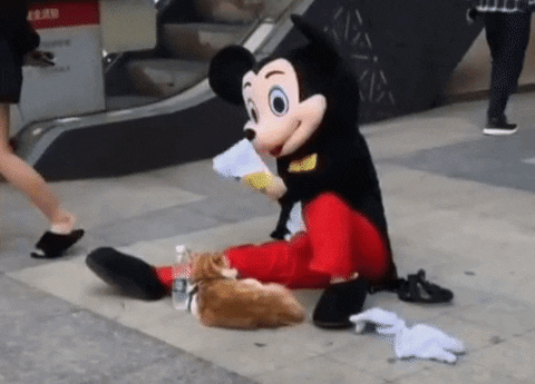 cuteanimalland giphyupload GIF