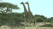 giraffes fighting GIF by hero0fwar