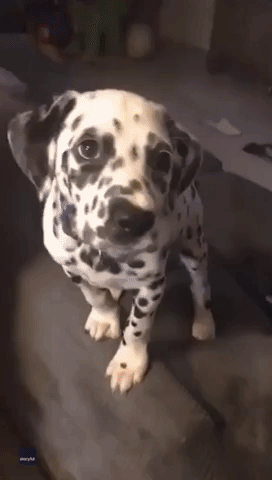 Dalmatian Pup Has Hilarious Reaction to Cheese Challenge
