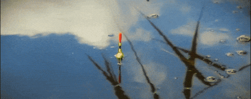 MootorsaedLaulsid giphyupload fishing big fish catch fish GIF