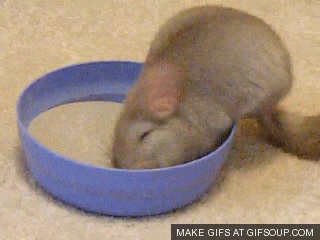 fur taking GIF