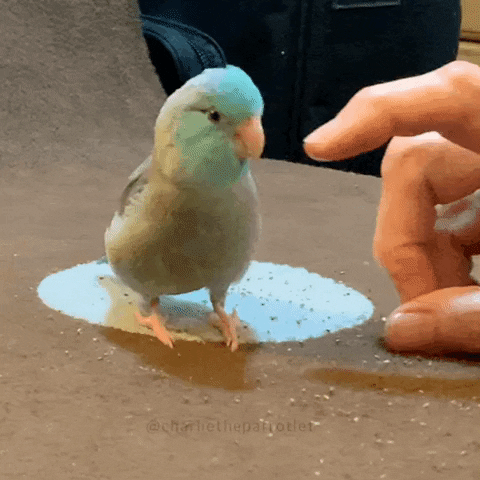 Awesome Little Bird GIF